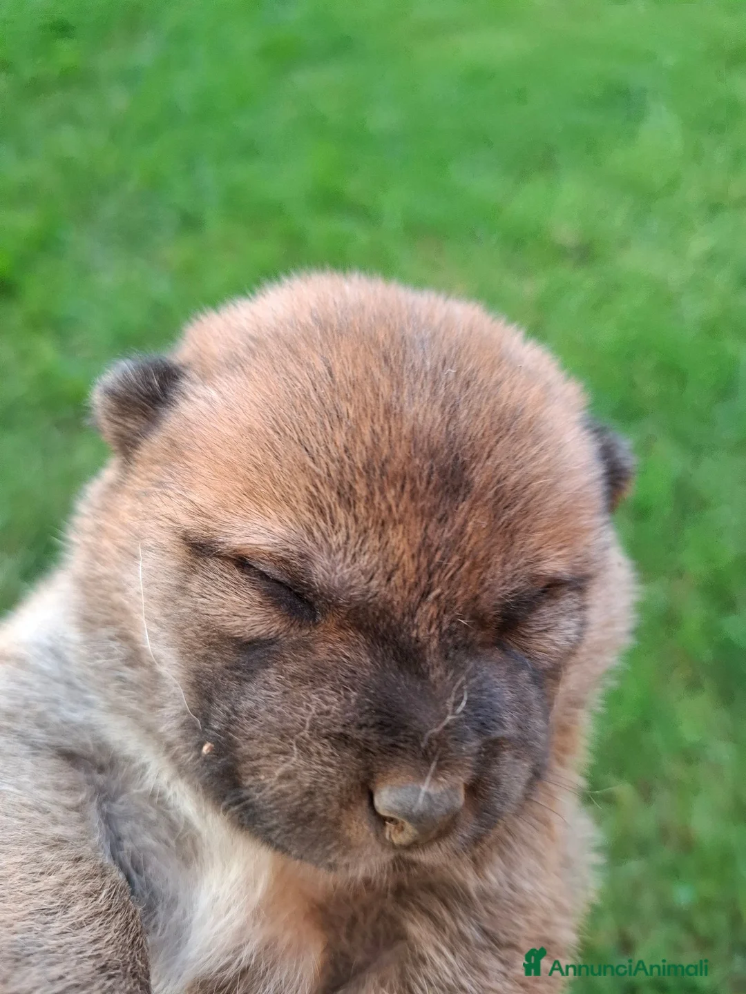 Shiba Inu cani in vendita: Cuccioli shiba inu - Annuncio 1