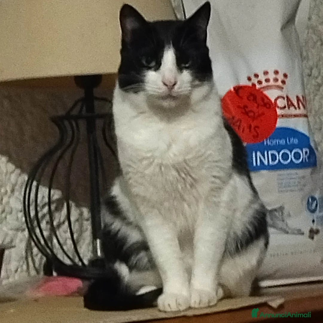 Europeo gatti in regalo: GATTINI pelo lungo - Annuncio 2