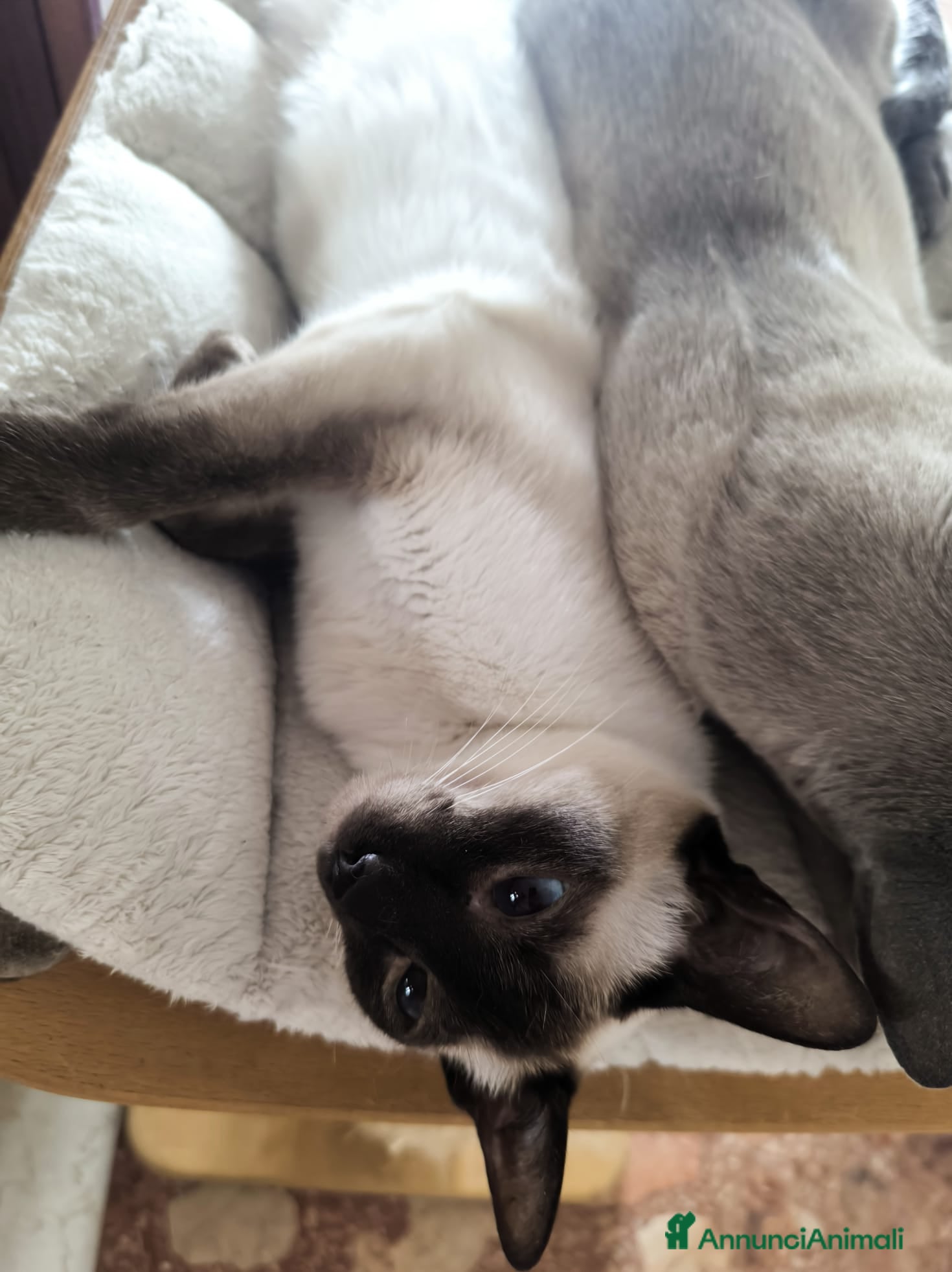 Thai gatti in vendita: Cuccioli Old Style Siamese, microchip e Pedigree - Annuncio 1