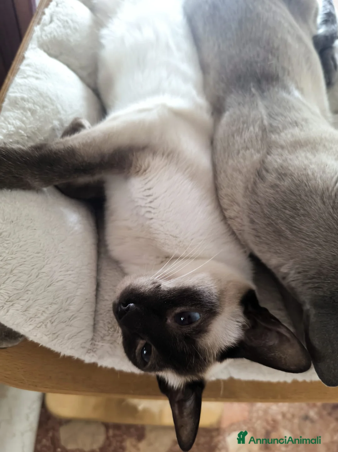 Thai gatti in vendita: Cuccioli Old Style Siamese, microchip e Pedigree - Annuncio 1