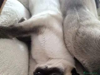 Thai gatti in vendita: Cuccioli Old Style Siamese, microchip e Pedigree - Annuncio 1