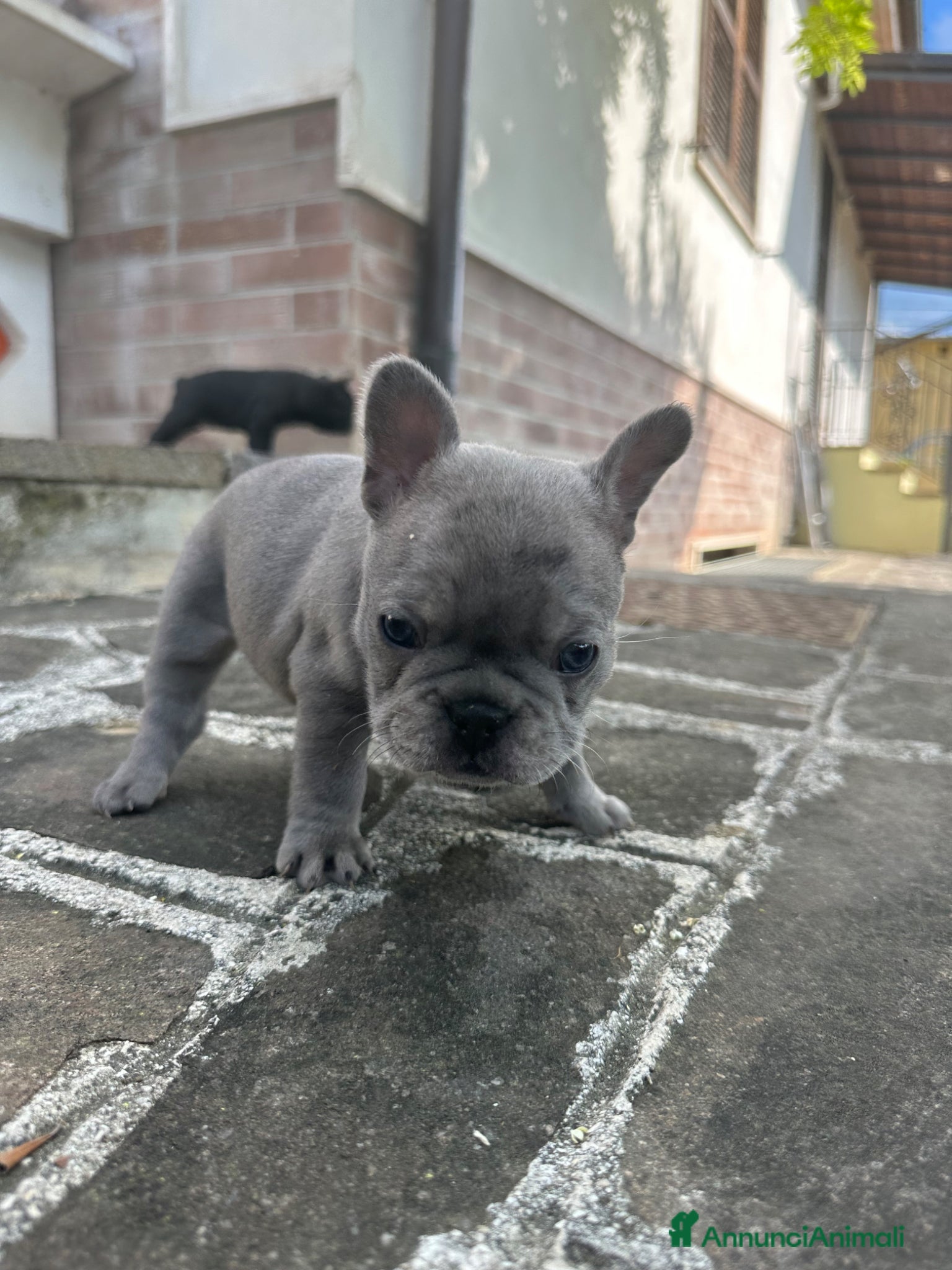 Bulldog Francese cani in vendita: bulldog francese blue e nero tigrato  - Annuncio 5