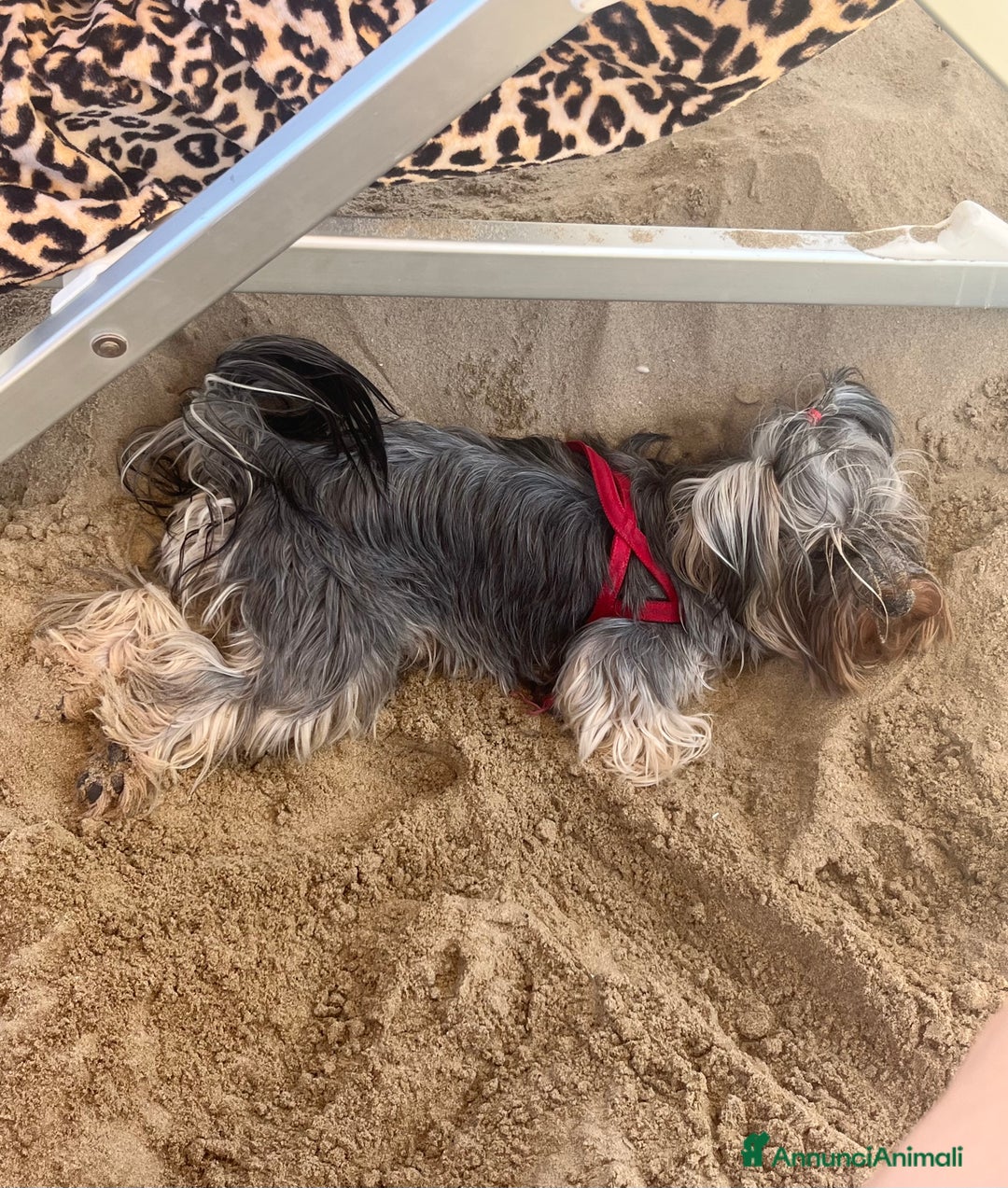 Yorkshire cani per accoppiamento: Cane per monta  - Immagine 3