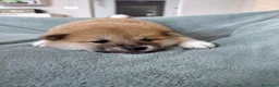 Shiba Inu cani in vendita: Cucciolo di Shiba Inu - Annuncio 4