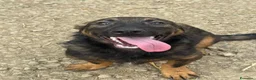 Meticcio cani in regalo: ENZO, lupacchiotto ZAMPACORTA simpaticissimo! - Annuncio 4