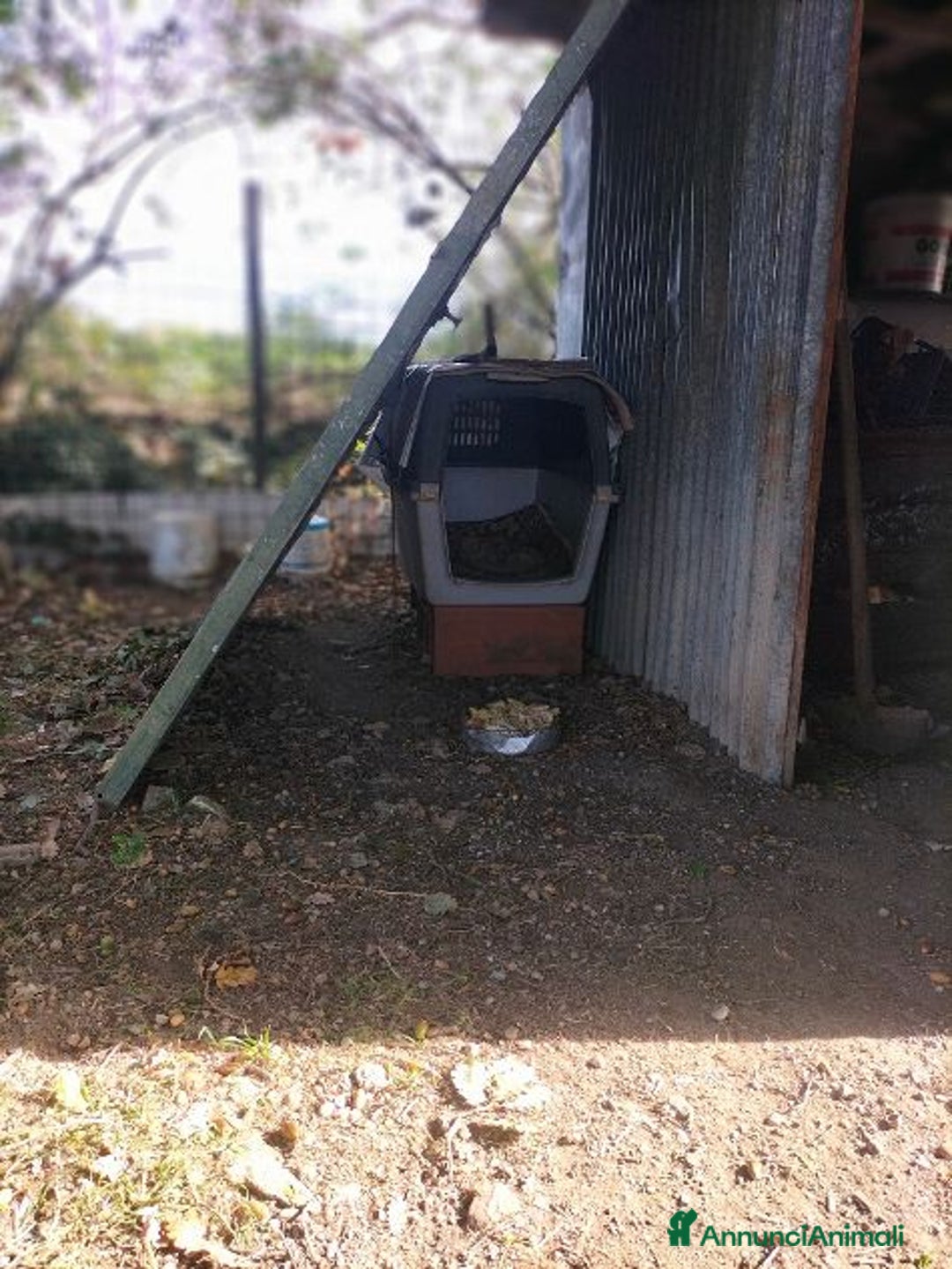 Segugio cani in regalo: DICK Urgentissimo ! Senza casa... - Annuncio 8