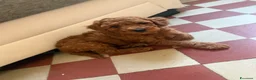 Barboncino cani in vendita: Cuccioli di Barboncino Cioccolatini/red  a Provincia di Barletta-Andria-Trani - Annuncio 9
