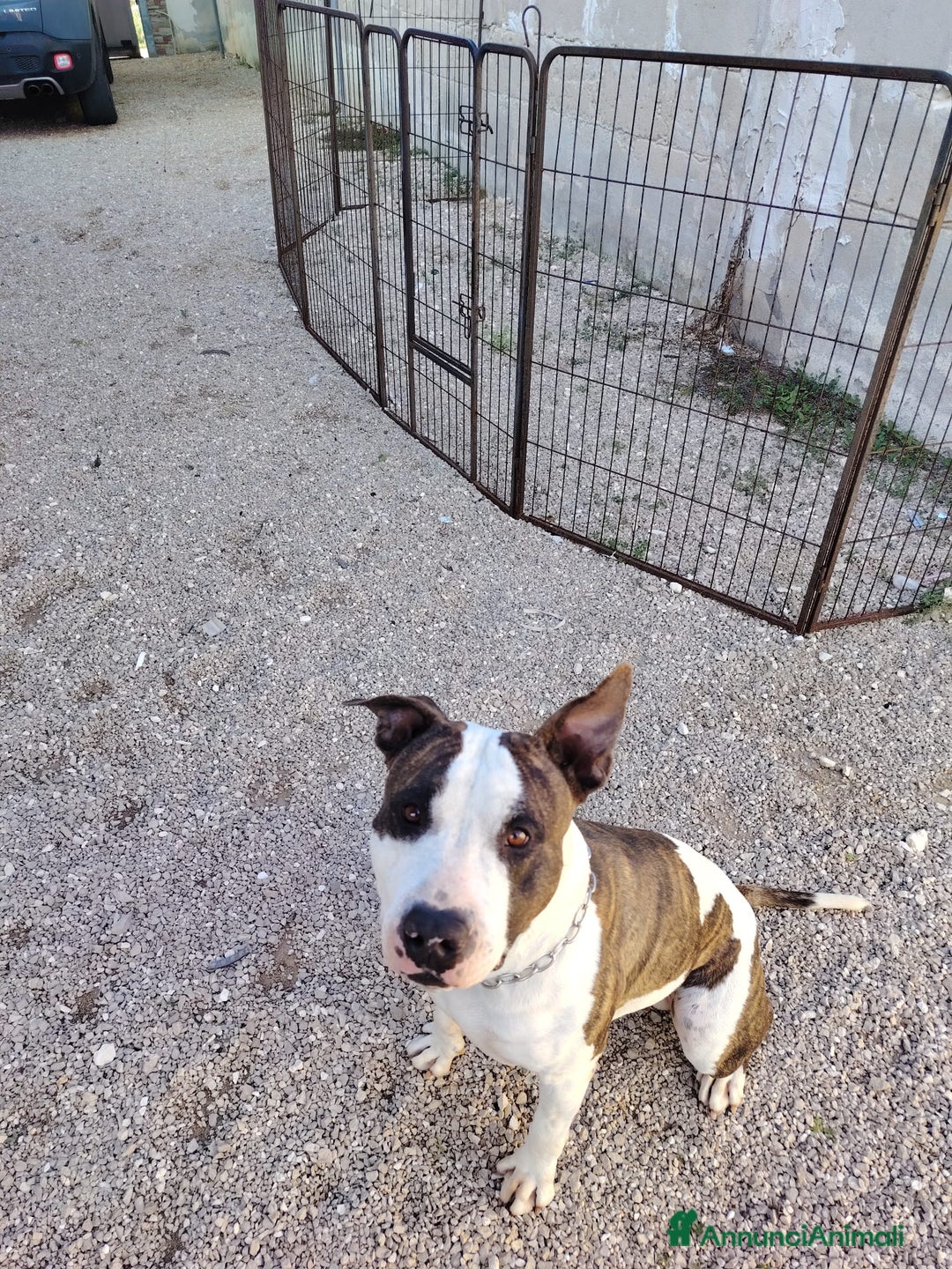 American Staffordshire cani in regalo: Splendido Amstaff  - Annuncio 2