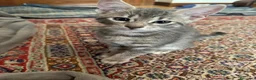 Europeo gatti in regalo: Sorella e Fratello 5 mese dolce circa famiglia  - Annuncio 2