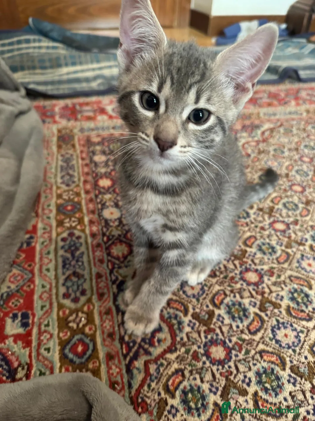 Europeo gatti in regalo: Sorella e Fratello 5 mese dolce circa famiglia  - Annuncio 2