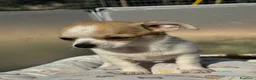 Chihuahua cani in vendita: Cuccioli chihuahua con pedigree Enci - Annuncio 8