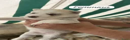 Husky cani in vendita: Husky (NO PEDIGREE) - Annuncio 6