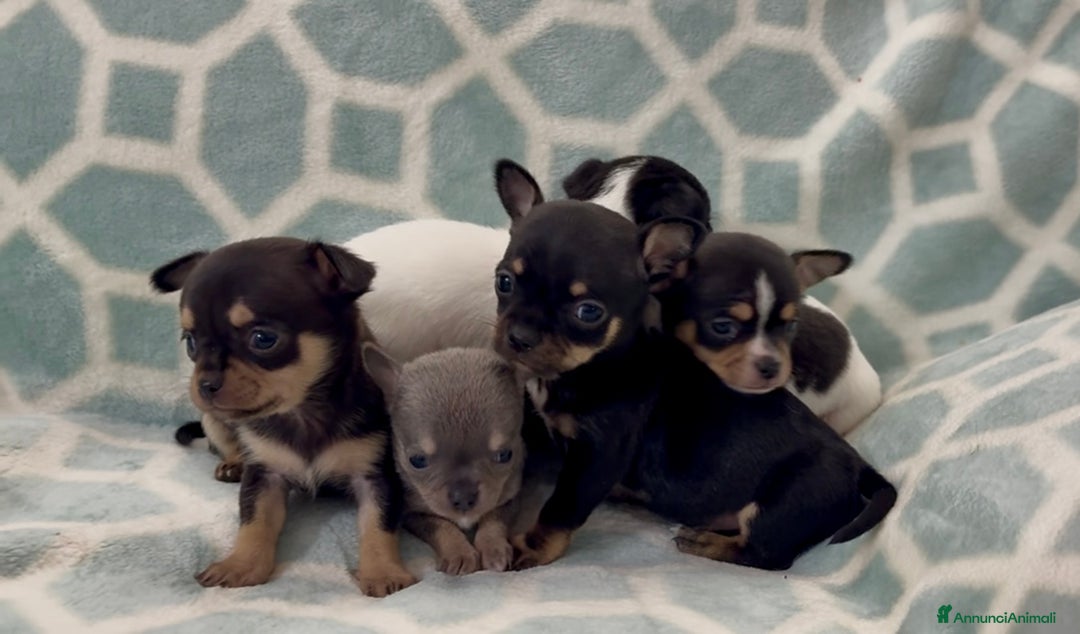 Chihuahua cani in vendita: Chihuahua  - Annuncio 19