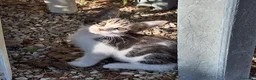 Meticcio gatti in regalo: Regalo gattino e gattina a Provincia di Fermo - Annuncio 4