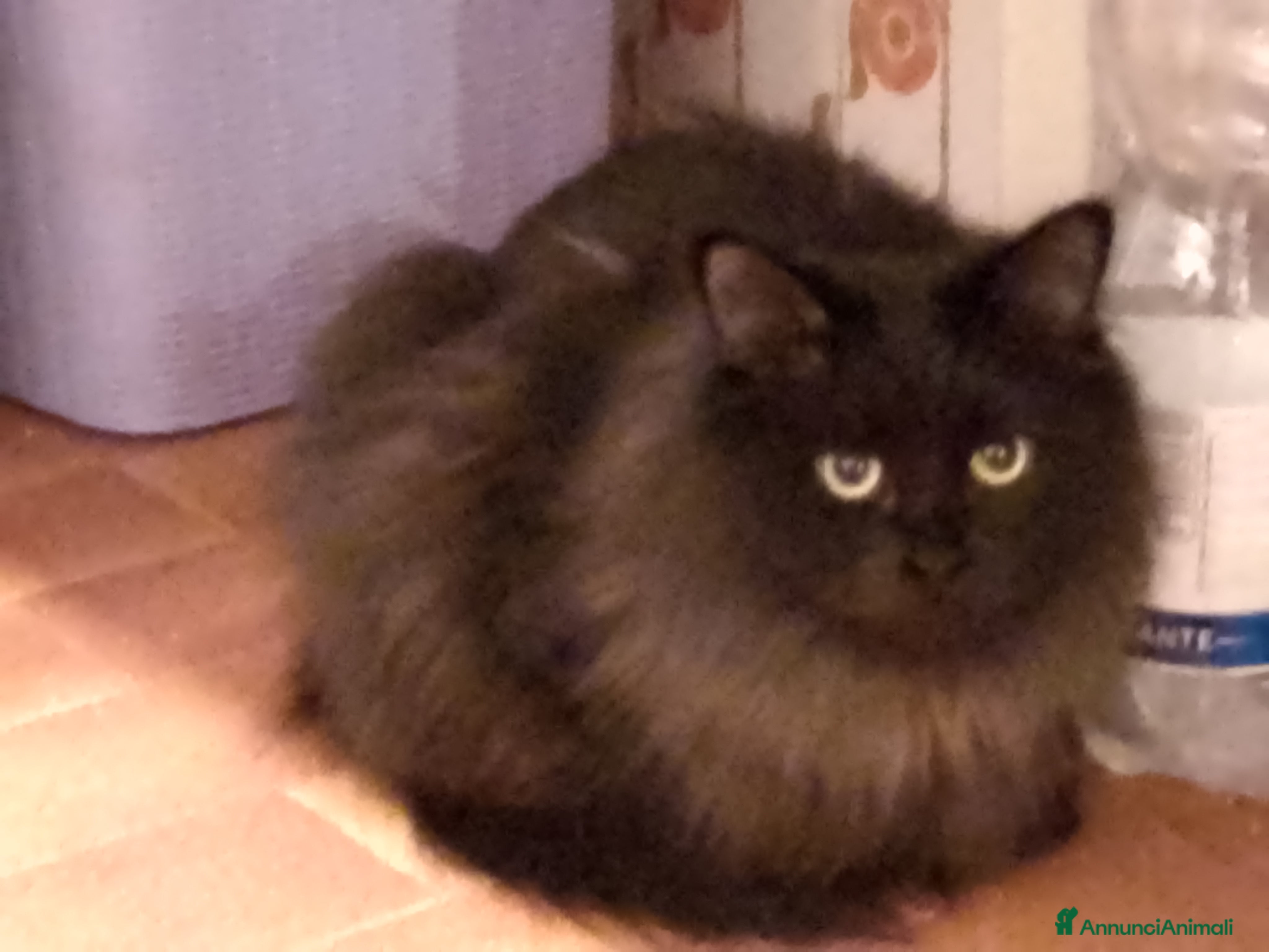 Siberiano gatti Cuccioli gatto siberiano ipoallergenici  - Annuncio 8