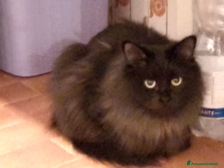 Siberiano gatti Cuccioli gatto siberiano ipoallergenici - Annuncio 10