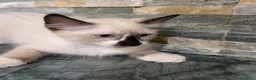 Ragdoll gatti in vendita: Ragdoll - Annuncio 1