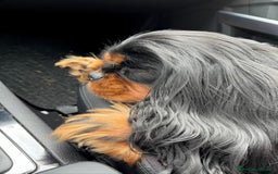 Cavalier King cani in vendita: Cuccioli di alta genealogia ! a Province of Vicenza - Immagine 2