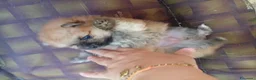 Volpino Pomerania cani in vendita: Pomerania in vendita  - Annuncio 3
