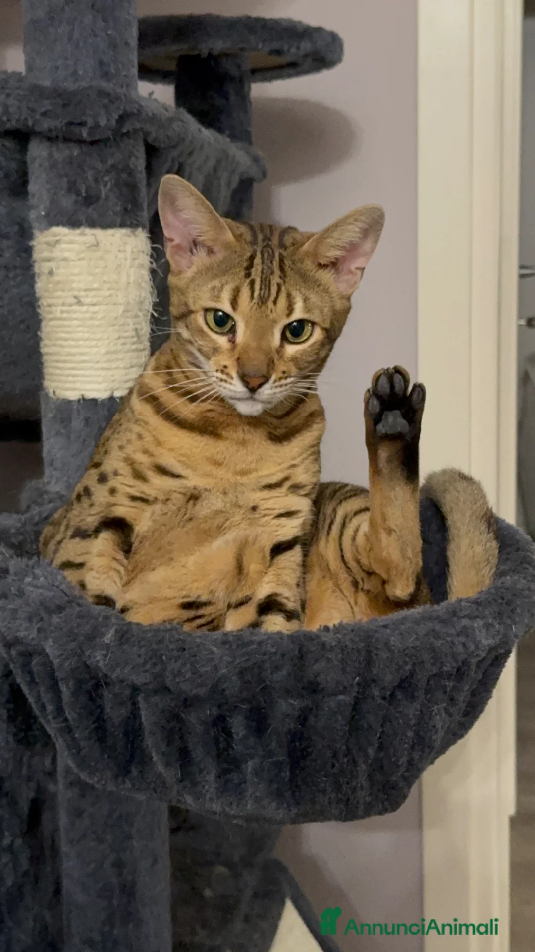 Bengala gatti per accoppiamento: Cerco gatto maschio possibilmente snow  a Provincia di Pescara - Annuncio 1