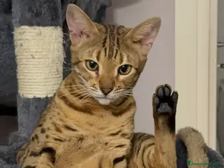 Bengala gatti Cerco gatto maschio possibilmente snow - Annuncio 1