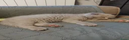 Scottish gatti in vendita: Scottish Fold  - Annuncio 5