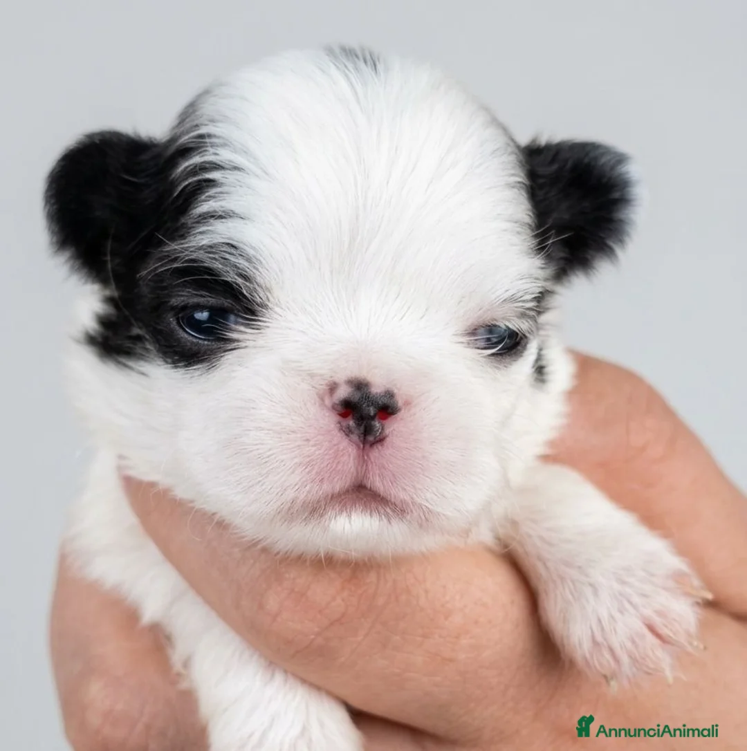 Chin cani in vendita: CUCCIOLI JAPAN CHIN / SPANIEL GIAPPONESE - Annuncio 12