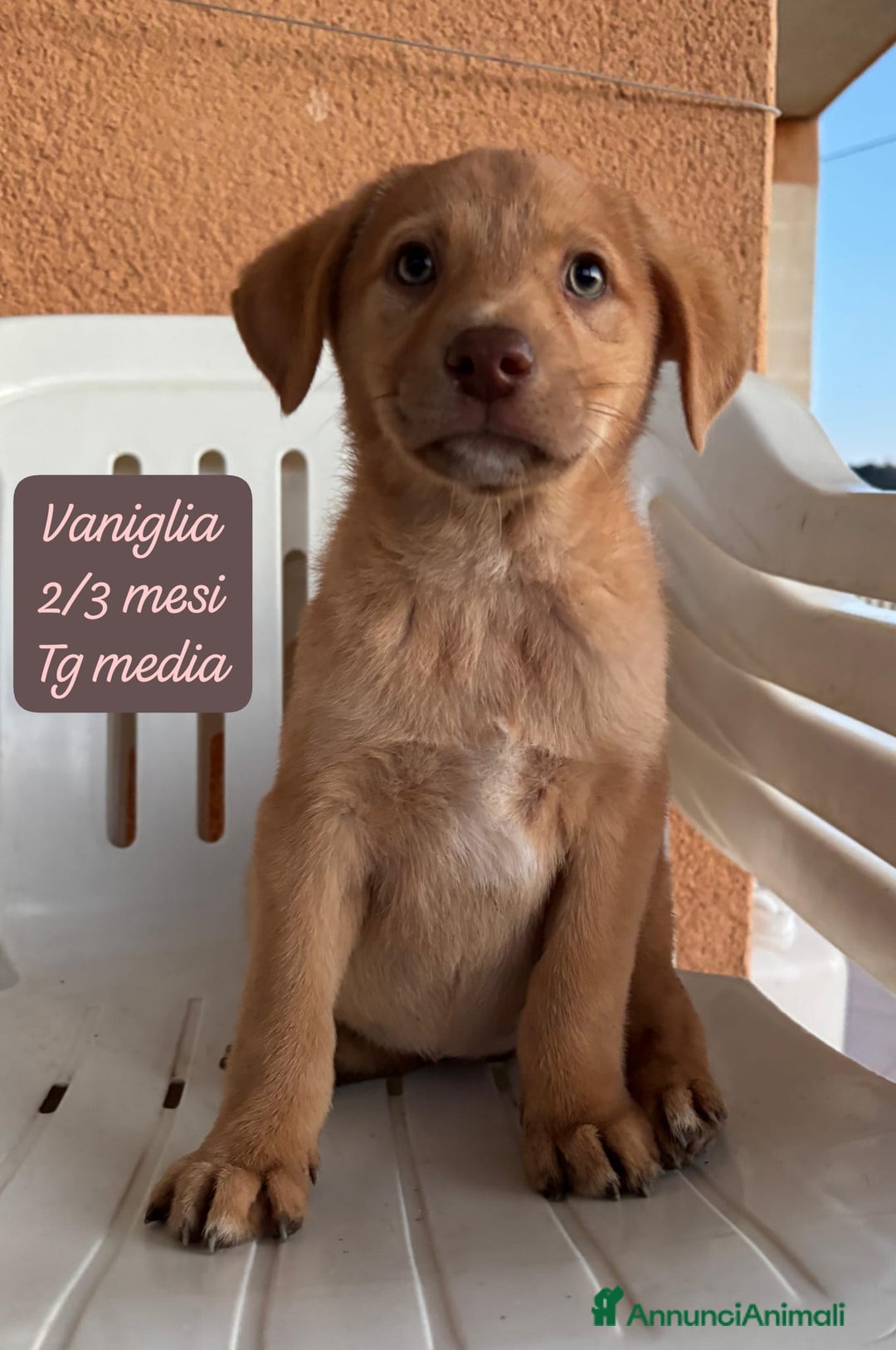 Meticcio cani in regalo: Tanti bellissimi cuccioli da adottare  - Annuncio 1