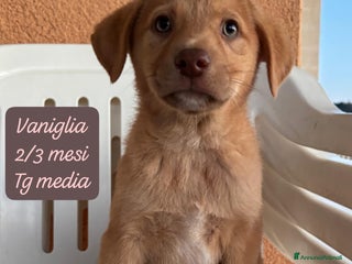 Meticcio cani Tanti bellissimi cuccioli da adottare - Annuncio 3