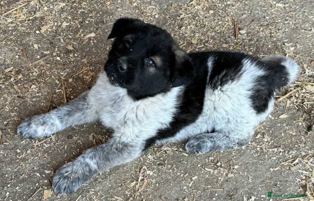 Meticcio cani Aiko 50 giorni taglia grande  - Annuncio 8