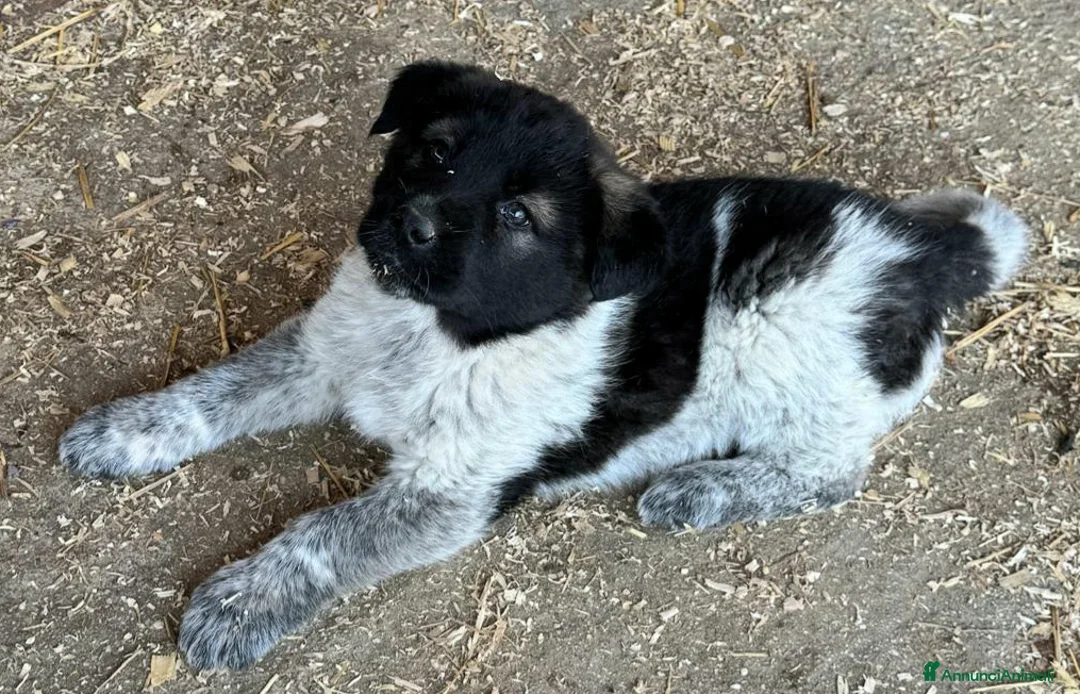 Meticcio cani in regalo: Aiko 50 giorni taglia grande  - Annuncio 1