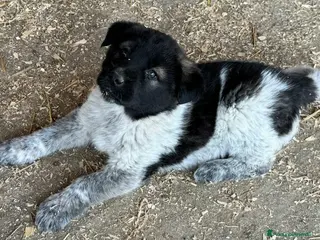 Meticcio cani Aiko 50 giorni taglia grande - Annuncio 8