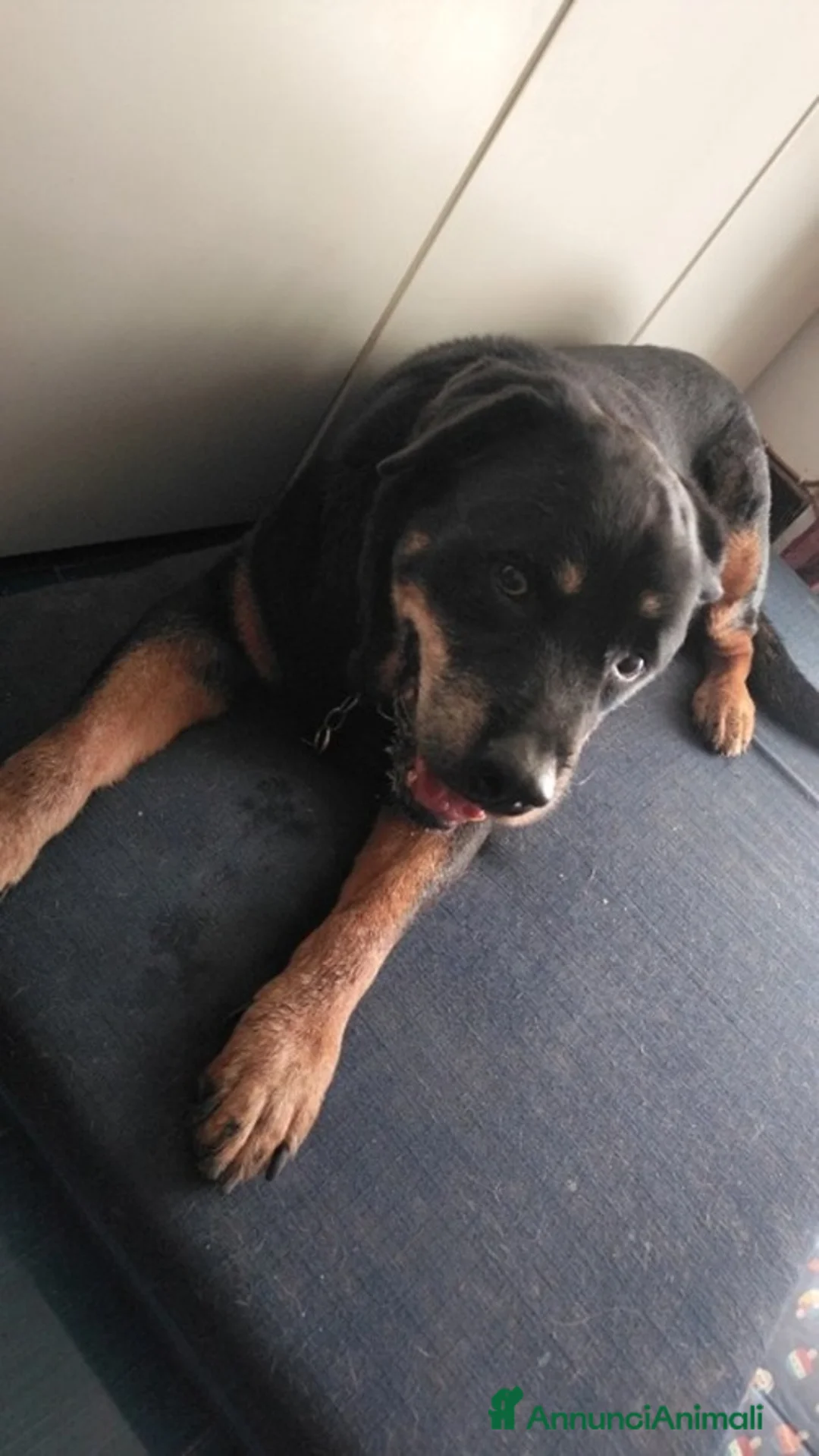 Rottweiler cani in regalo: NANUK - ROTTWEILER DI 11 ANNI cerca casa - Annuncio 2