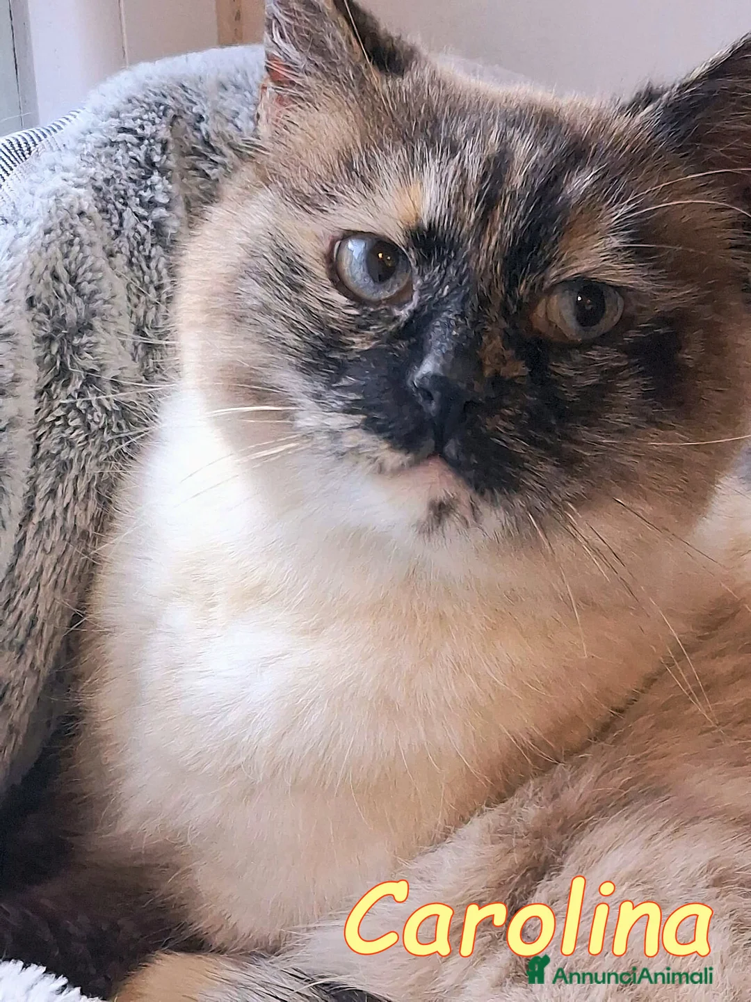 Siamese gatti in regalo: CAROLINA GATTINA SIMIL SIAMESE - Annuncio 2