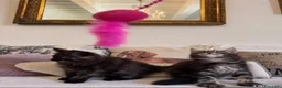 Maine Coon gatti in vendita: Maine coon cuccioli  a Provincia di Siena - Annuncio 3