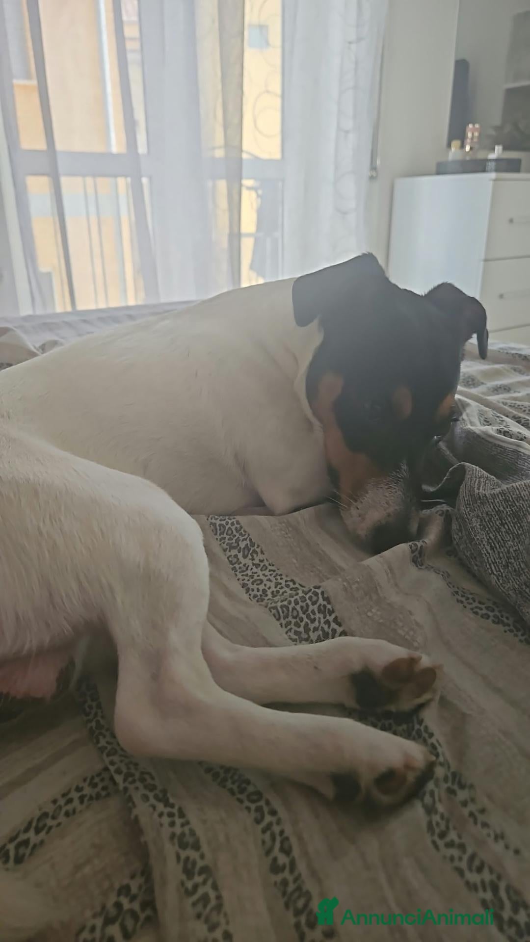 Jack Russell cani Si regala Jack Russel - Annuncio 7