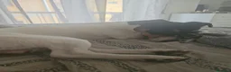 Jack Russell cani in regalo: Si regala Jack Russel - Annuncio 1