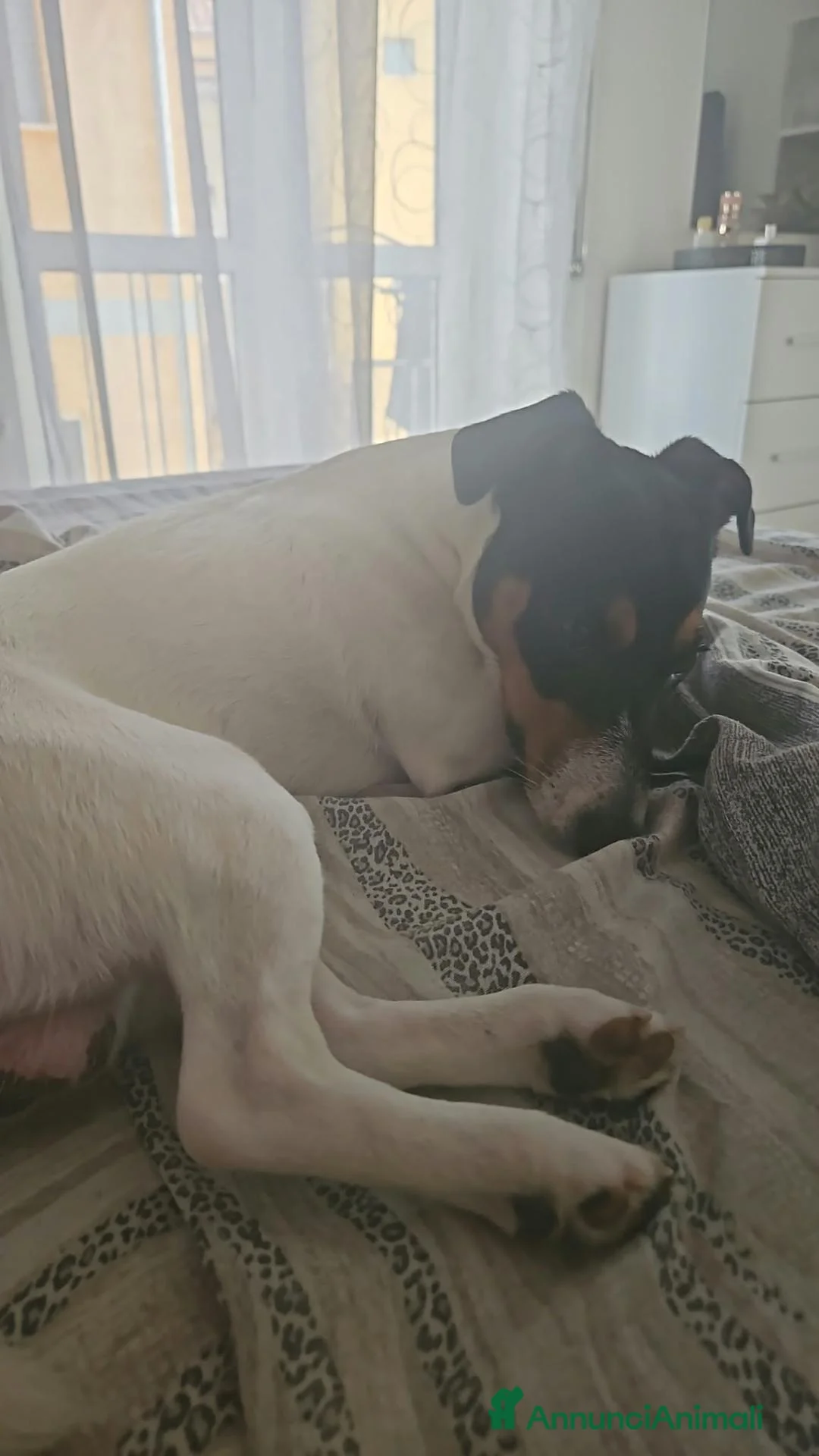 Jack Russell cani in regalo: Si regala Jack Russel - Annuncio 1