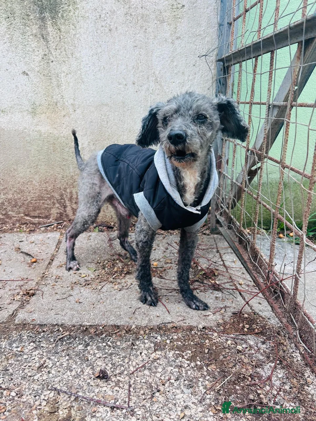 Barboncino cani in regalo: BARBONCINO MIX anziano - Annuncio 2