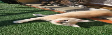 Maine Coon 2