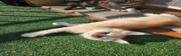 Maine Coon gatti in vendita: Cuccioli maine coon - Annuncio 6