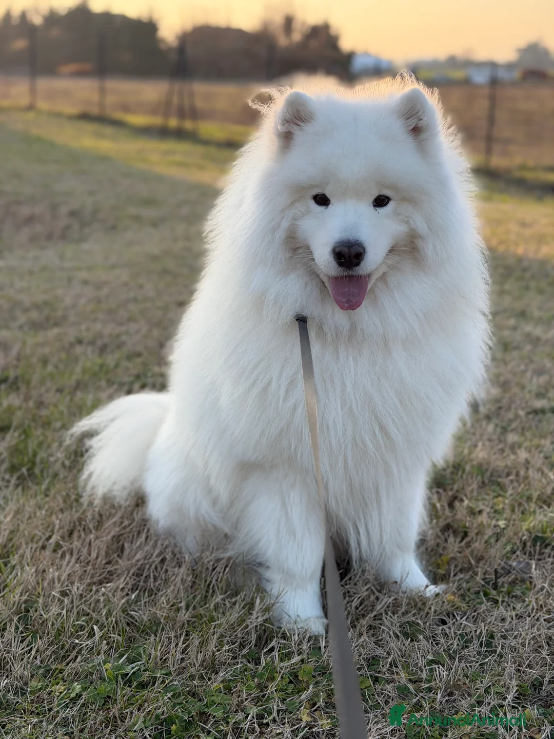 Samoiedo cani per accoppiamento: Maschio di Samoiedo  - Annuncio 2