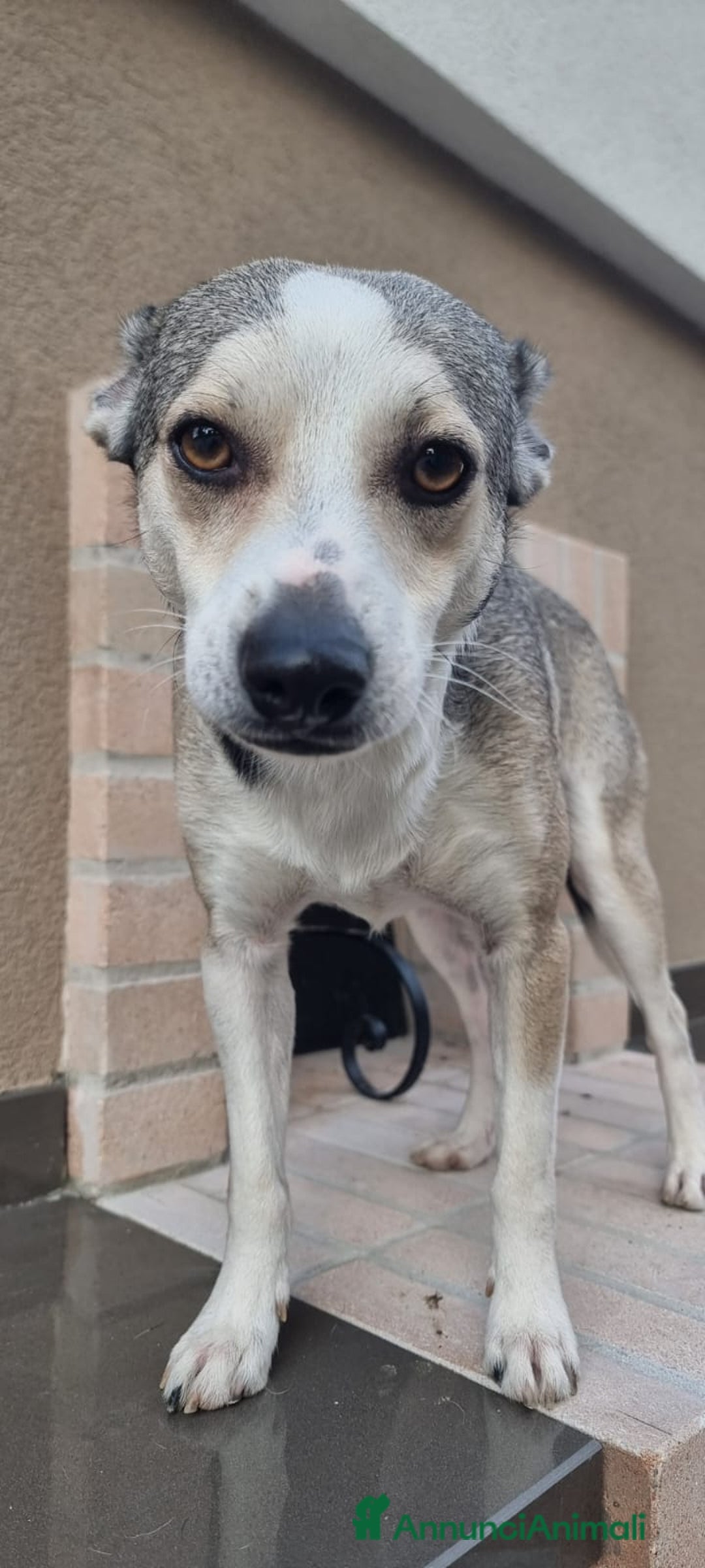 Meticcio cani in regalo:  Neve - Annuncio 5