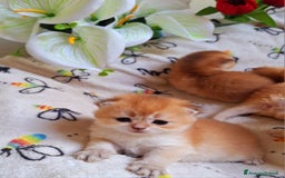 Scottish gatti in vendita: Cuccioli scottish fold e straight golden campania - Immagine 2