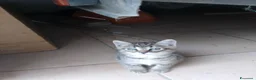 Meticcio gatti in regalo: Regalo gattino a Provincia di Pesaro e Urbino - Annuncio 2
