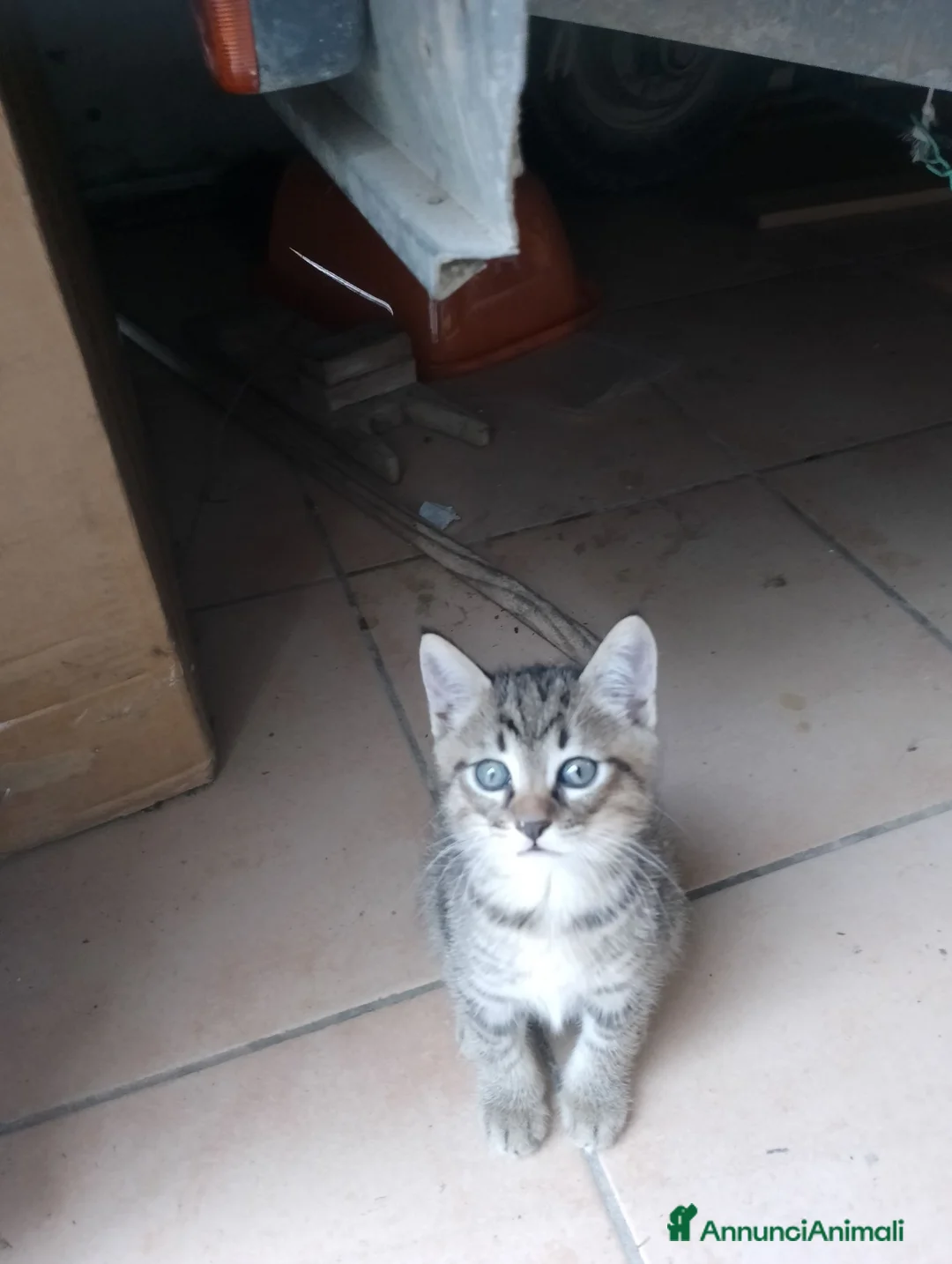 Meticcio gatti in regalo: Regalo gattino a Provincia di Pesaro e Urbino - Annuncio 2
