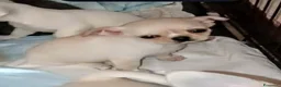 Chihuahua cani in vendita: Chihuahua pedigree ENCI eccellente  - Annuncio 24