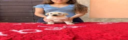 Labrador cani in vendita: Cuccioli di Labrador - Annuncio 7