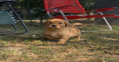 Golden Retriever cani a Città metropolitana di Milano - Annuncio 12