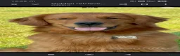 Golden Retriever cani in vendita: Cuccioli di Golden retriever con pedigree ENCI  - Annuncio 5